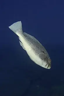 Canarian Prints: A single Mediterranean parrotfish (Sparisoma cretense) swimming in the open blue water of the ocean