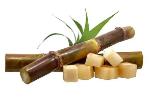 Cane Prints: Single object of Sugar cane isolated on white background
