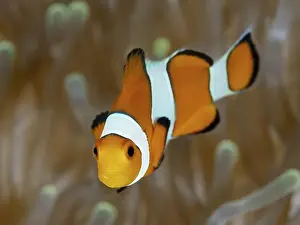 Pomacentridae Prints: A single Ocellaris Clownfish (Amphiprion ocellaris)