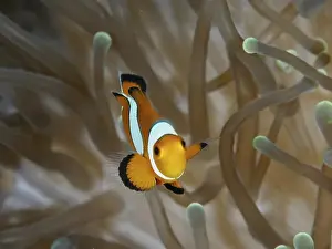 Ocellaris Clownfishes Prints: A single Ocellaris Clownfish (Amphiprion ocellaris) swims elegantly through a sea anemone