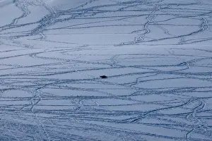 Single penguin lying on the snow. Penguin tracks on the snow