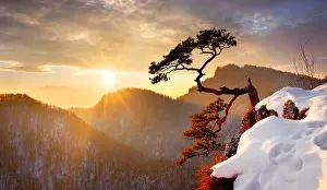 Alone single pine tree at Sokolica cliff Pieniny National Park at sunset, Poland
