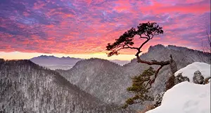 Alone single pine tree at Sokolica cliff Pieniny National Park at sunset, Poland