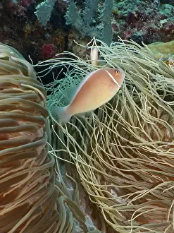 Underwater Worlds Prints: A single pink-coloured fish, collar anemonefish (Amphiprion perideraion)