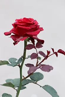 Full Bloom Prints: Single Red Rose in full bloom