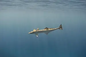 New Caledonia Prints: A single remora fish in the blue sea
