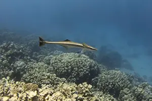 New Caledonia Prints: Single remora fish in the blue tropical sea