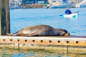 Oceanside Prints: Single sea lion relaxing peacefully on a sunlit dock in Oceanside, California