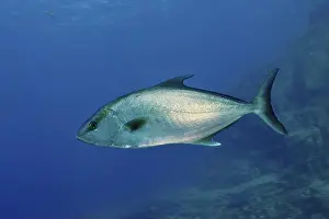 The Canaries Prints: A single silver fish, eye-stripe amberjack (Seriola rivoliana)