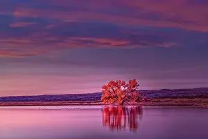 Bosque Del Apache National Wild Prints: Single tree and reflection at sunrise