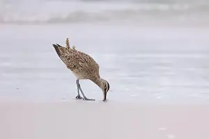 Shorebird Prints: A single Whimbrel (Numenius) forages in the sand on a beach at Carmel by the Sea