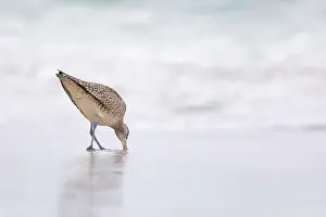 Shorebird Prints: A single Whimbrel (Numenius) forages in the sand on a beach at Carmel by the Sea