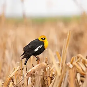 Blackbird Prints: A single Yellow-headed Blackbird on dry reeds in a marsh