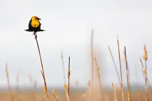 Blank Space Prints: A single Yellow-headed Blackbird on dry reeds in a marsh