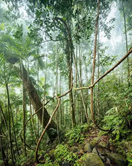 Non Urban Scene Prints: Sinharaja Rainforest National Park, Deniyaya, Southern Province, Sri Lanka, Asia