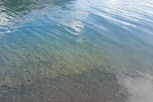 Olympic National Park Prints: Sites around the Lake Quinault area in Olympic National Park