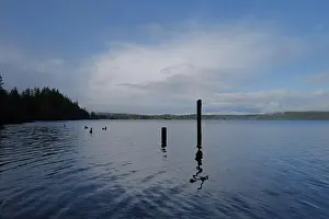 Olympic National Park Prints: Sites around the Lake Quinault area in Olympic National Park
