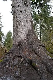 Olympic National Park Prints: Sites around the Lake Quinault area in Olympic National Park