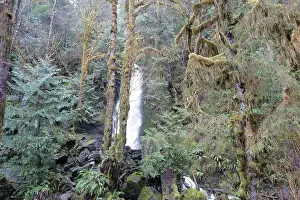 Olympic National Park Prints: Sites around the Lake Quinault area in Olympic National Park
