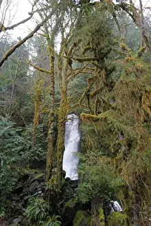 Olympic National Park Prints: Sites around the Lake Quinault area in Olympic National Park