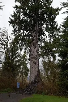 Olympic National Park Prints: Sites around the Lake Quinault area in Olympic National Park