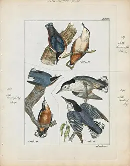 Bhutan Prints: Sitta leucopsis, Print, The white-cheeked nuthatch (Sitta leucopsis) is a species of bird in the Sittidae family