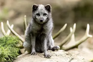Canoidea Prints: A sitting arctic fox (Alopex lagopus)