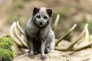 Canoidea Prints: A sitting arctic fox (Alopex lagopus)
