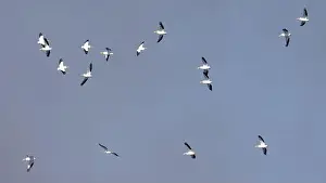 Soaring Prints: Sixteen American White Pelicans (Pelecanus erythrorhynchos) flying with a blue sky