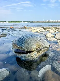 Clam Prints: A sizable clam is located in shallow water, partially submerged and surrounded by pebbles