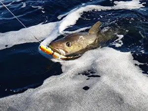 Bait Prints: A sizeable Atlantic skrei cod fighting in the water caught with softball jig on a sunny March day in Finnmark