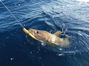 Bait Prints: A sizeable Atlantic skrei cod fighting in the water caught with softball jig on a sunny March day in Finnmark