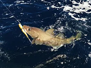 Bait Prints: A sizeable Atlantic skrei cod fighting in the water caught with softball jig on a sunny March day in Finnmark