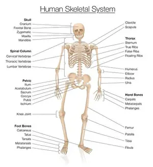 Foot Prints: Skeletal system chart. Human skeleton labeled with most important bones like skull