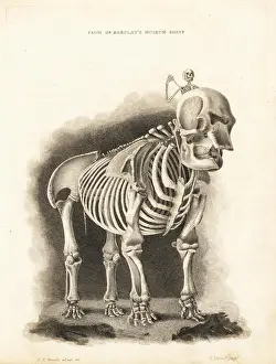 Copperplate Engraving Prints: Skeleton of an elephant with human skeleton rider