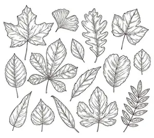 Chestnut Prints: Sketch autumn leaves. Fall leaf