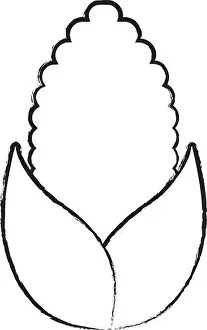 Balanced Prints: sketch of corn vegetable over white background, vector illustration