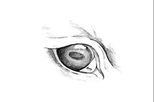 Clown Prints: Sketch of tattoo art, animal eyes