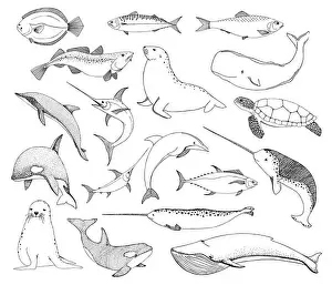 Whale Prints: Sketch various sea creatures. Turtle whale walrus, dolphin and others. Vector