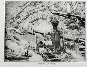 Article Prints: A SKIDDER AT WORK from the Article The Logging Industry in California By William Adams
