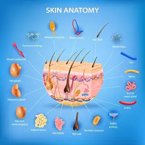 Sweat Prints: Skin anatomy realistic background with layers and labeled parts vector illustration