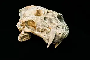 Fracture Prints: Skull Of Dirk Toothed Cat Megantereon