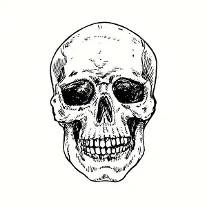 Etched Prints: Skull face, front view. Ink black and white drawing