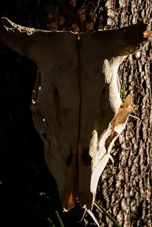 Attached Prints: The skull of a horned animal hanging from a tree trunk