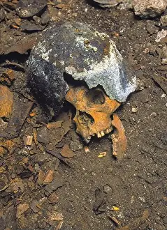 Tropical Island Prints: Skull of Japanese WW2 soldier still wearing helmet
