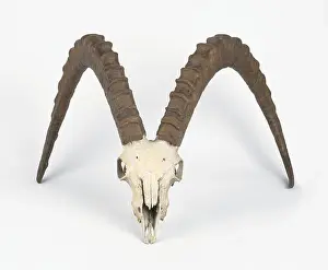 Himalayan Prints: Skull of Siberian ibex (Capra sibirica), close-up, front view