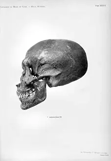 Historic Image Prints: skull found in tomb KV55