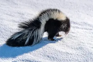 Skunk Prints: Skunk in Winter Canada