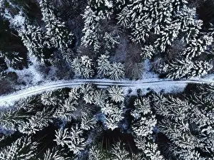 Blue Branch Prints: sky view on snow covered trees in the forest