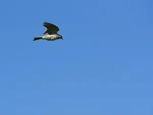 Ascending Prints: Skylark in mid air singing as it climbs vertically - The Lark Ascending